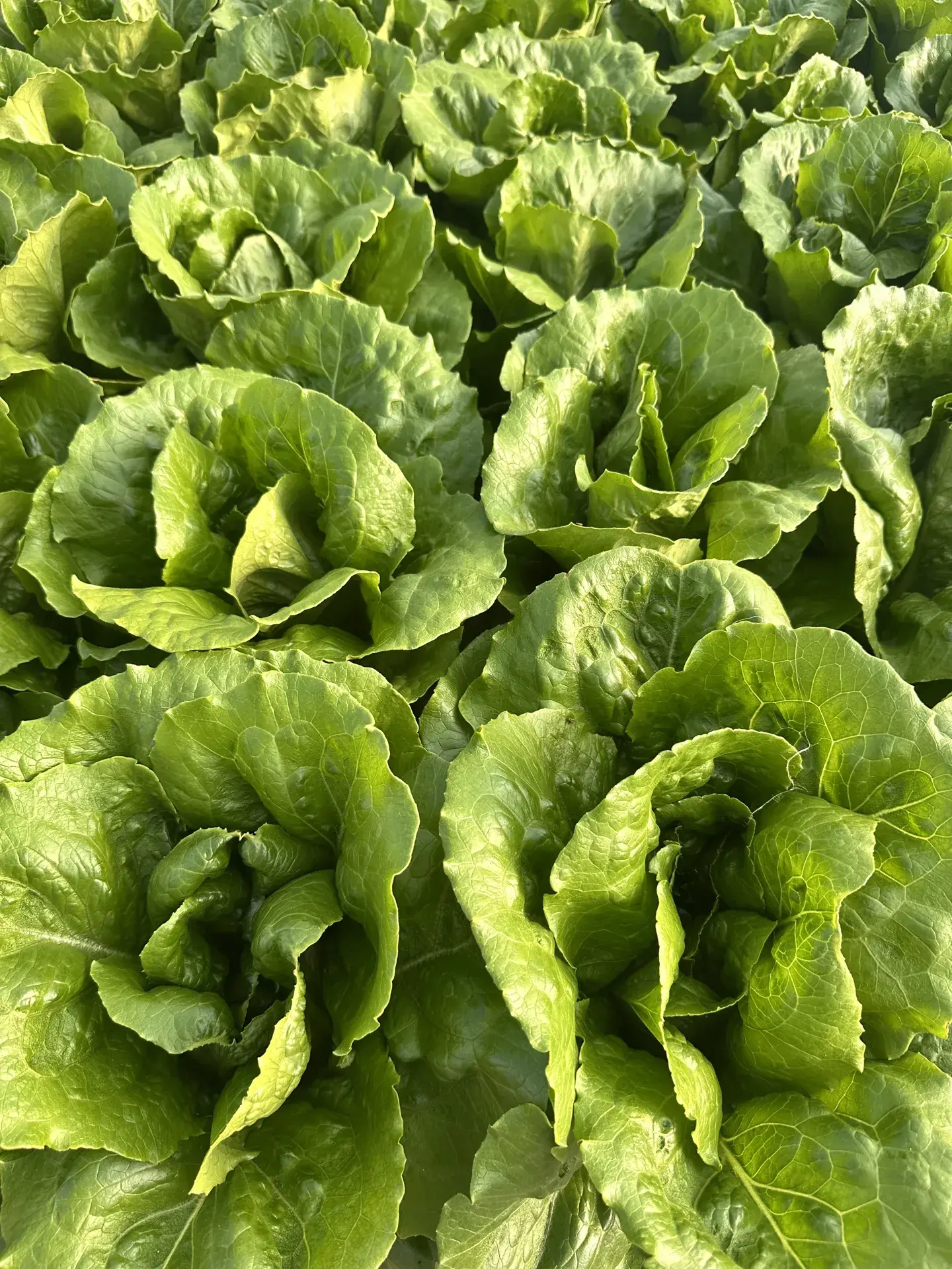 Hydroponic farm setup